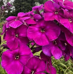 iris IMG_2158